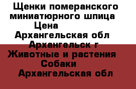 Щенки померанского миниатюрного шпица › Цена ­ 15 000 - Архангельская обл., Архангельск г. Животные и растения » Собаки   . Архангельская обл.